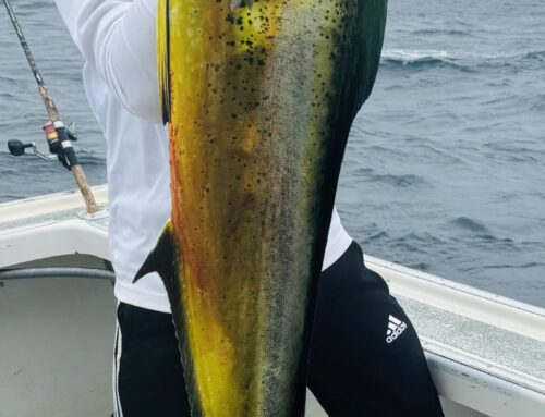 Mahi-mahi / Dolpin