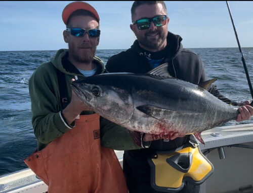 Bluefin Tuna